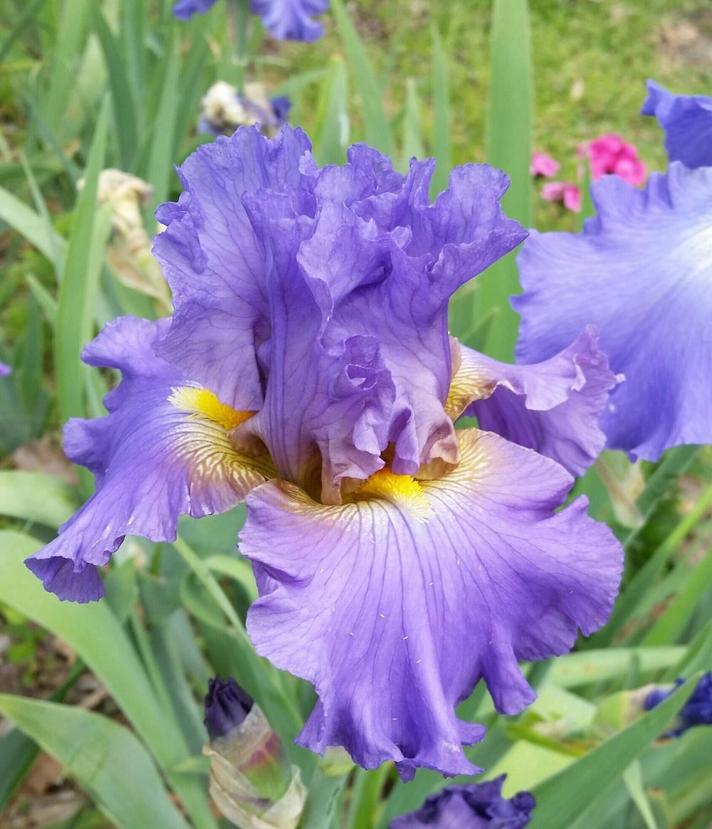 Photo of Tall Bearded Iris (Iris 'Juke Box Hero') uploaded by FAIRYROSE