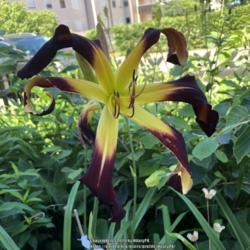 Location: 91154 Roth, Germany
Date: June 29th, 2019
Mega-sized blooms !