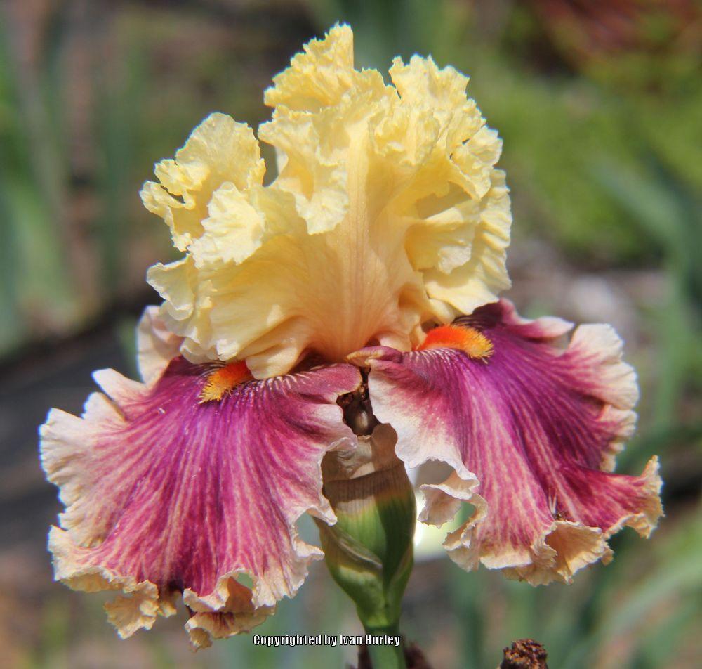 Photo of Tall Bearded Iris (Iris 'Decadence') uploaded by Ivan_N_Tx