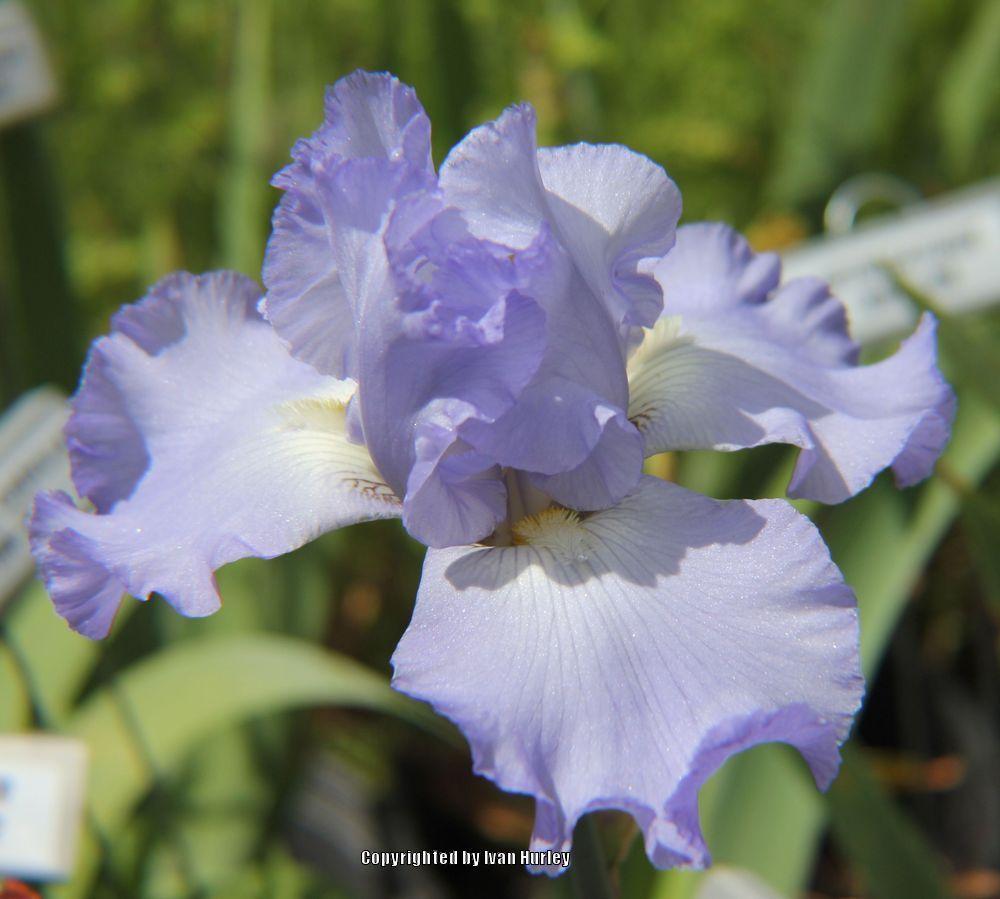 Photo of Tall Bearded Iris (Iris 'Babbling Brook') uploaded by Ivan_N_Tx