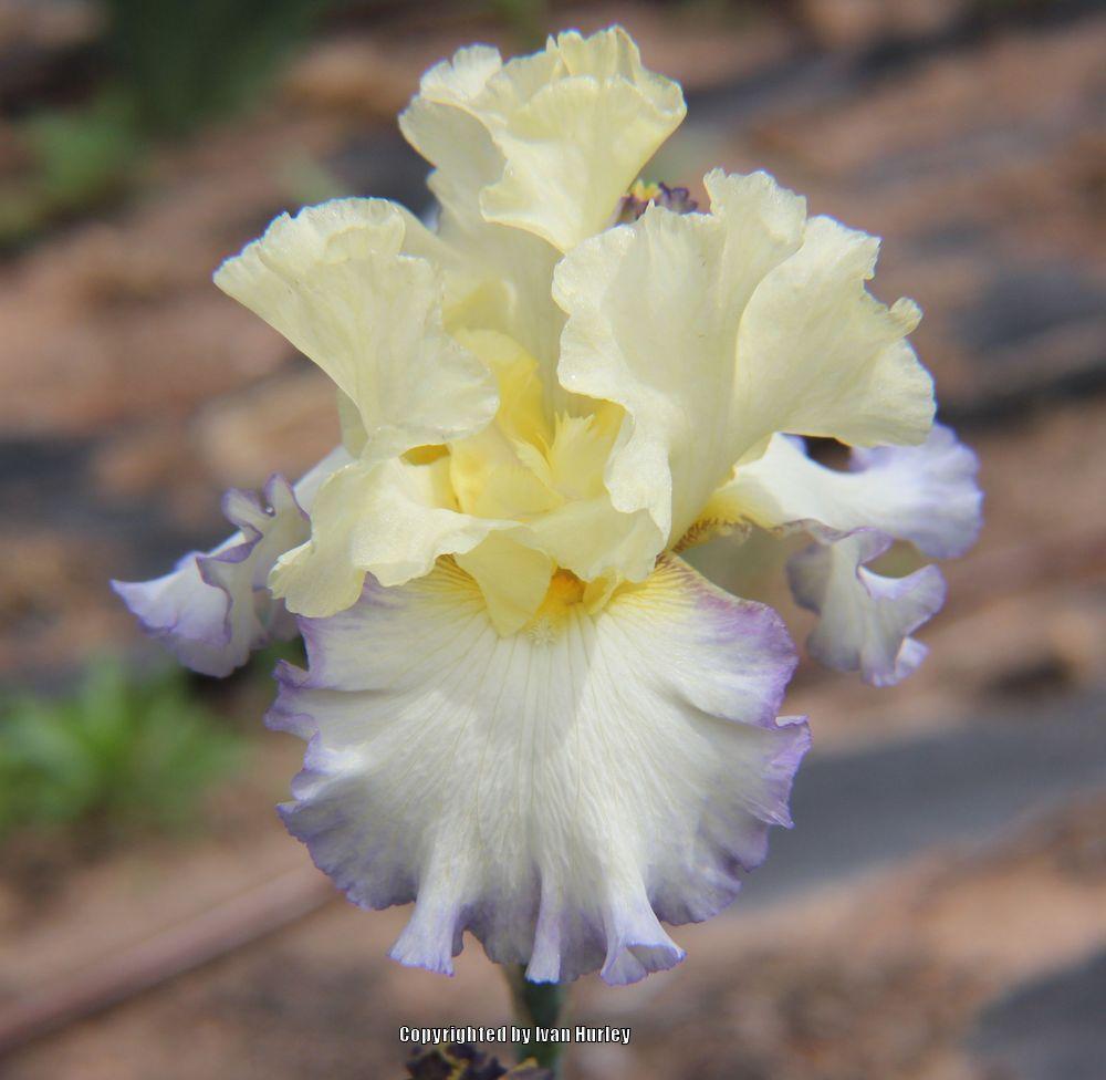 Photo of Tall Bearded Iris (Iris 'Boundless') uploaded by Ivan_N_Tx
