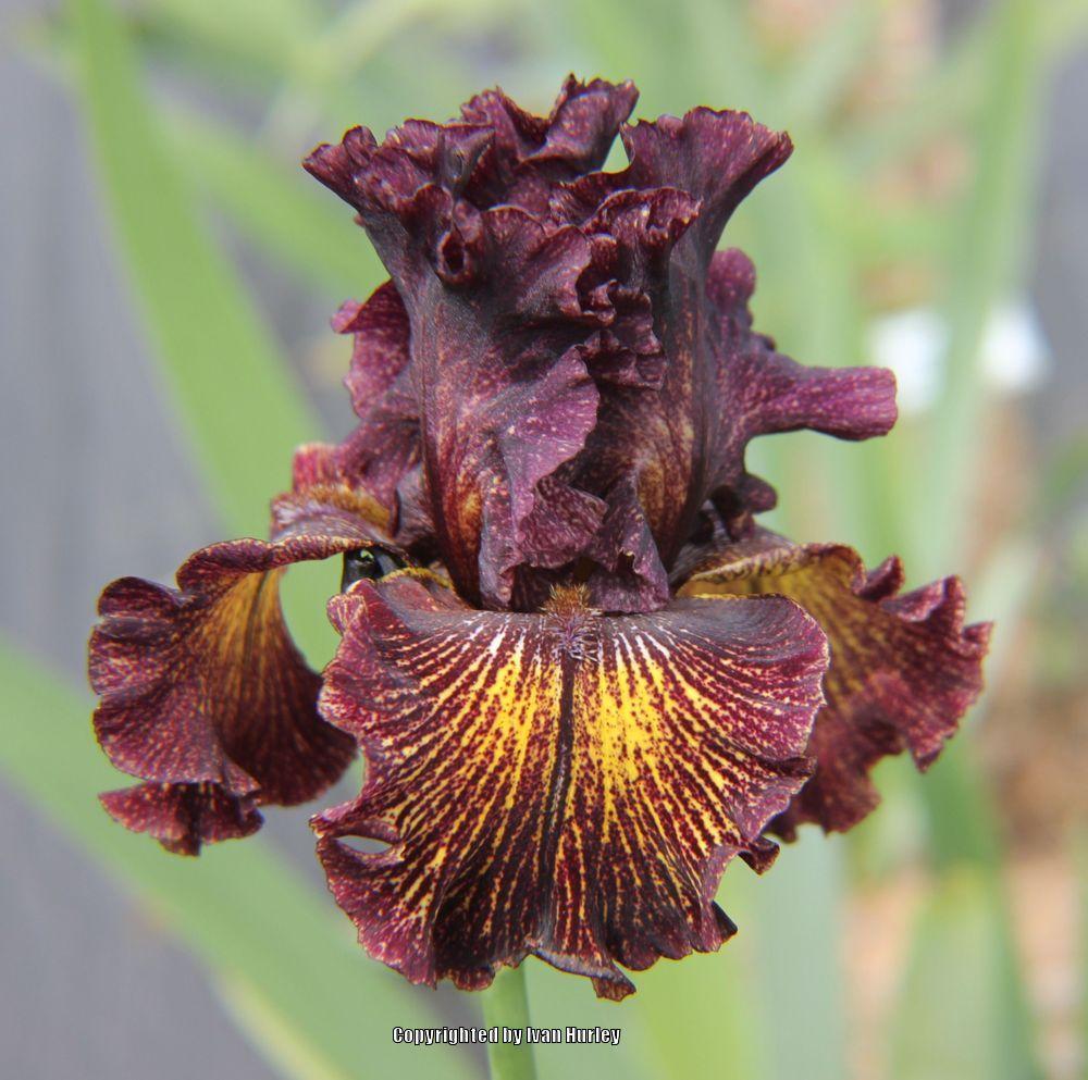 Photo of Tall Bearded Iris (Iris 'Dark Energy') uploaded by Ivan_N_Tx