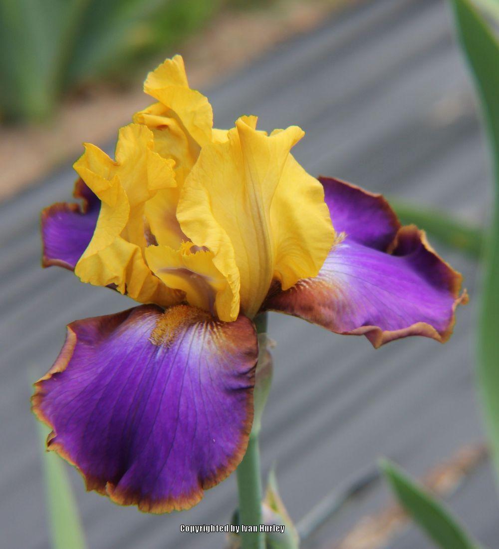Photo of Tall Bearded Iris (Iris 'Crooked Little Smile') uploaded by Ivan_N_Tx