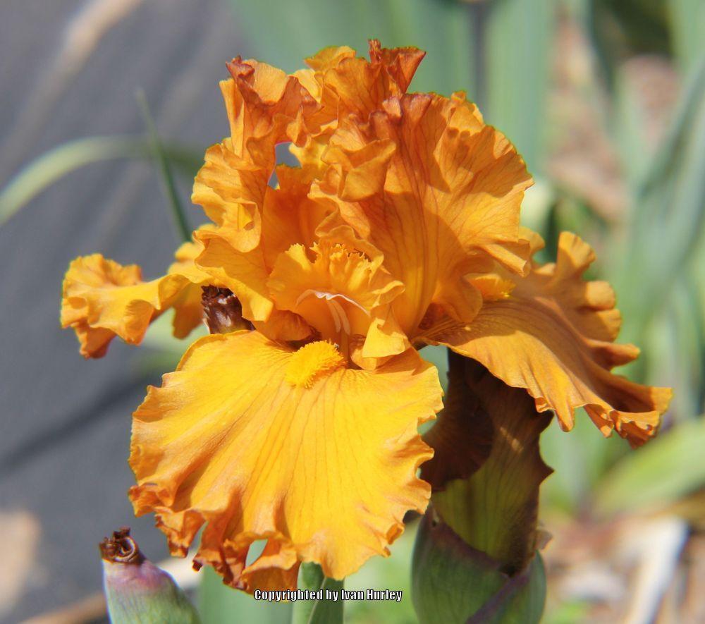 Photo of Tall Bearded Iris (Iris 'Golden Panther') uploaded by Ivan_N_Tx