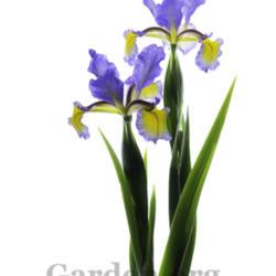 Location: My garden-Zone 9a
Date: 2020-04-09
Dress Circle Spuria Iris