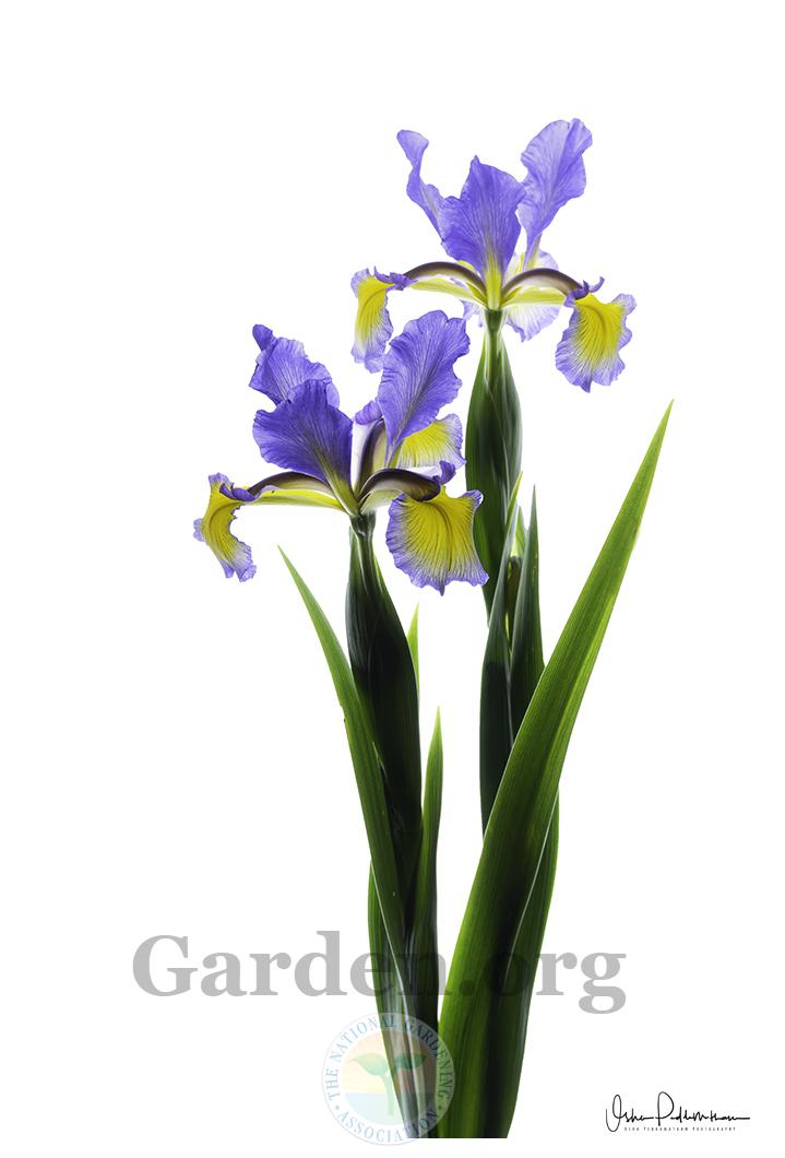 Photo of Spuria Iris (Iris 'Dress Circle') uploaded by Jacaranda