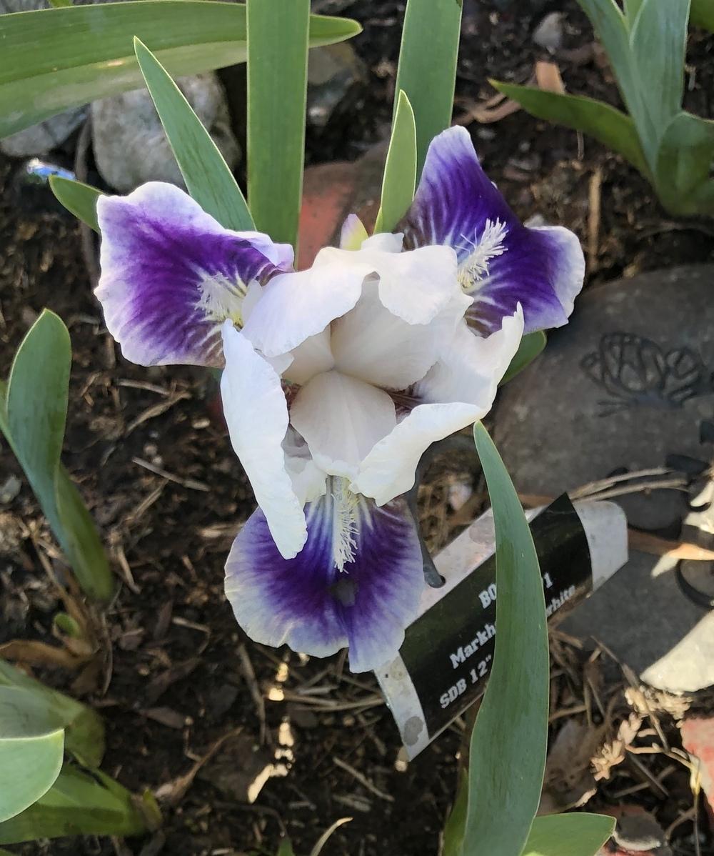 Photo of Standard Dwarf Bearded Iris (Iris 'Boo') uploaded by Lilydaydreamer