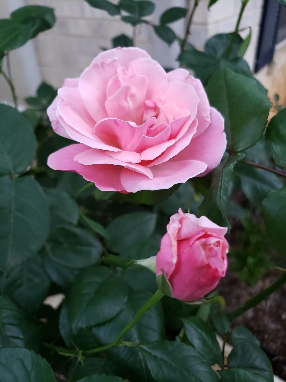 Photo of Rose (Rosa 'Queen Elizabeth') uploaded by LindsayG