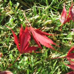 Location: My garden
Date: Autumn
Fallen autumn leaves