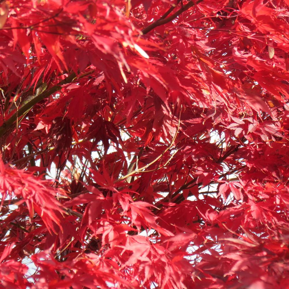 Photo of Japanese Maple (Acer palmatum var. amoenum 'Bloodgood') uploaded by TrishAUS