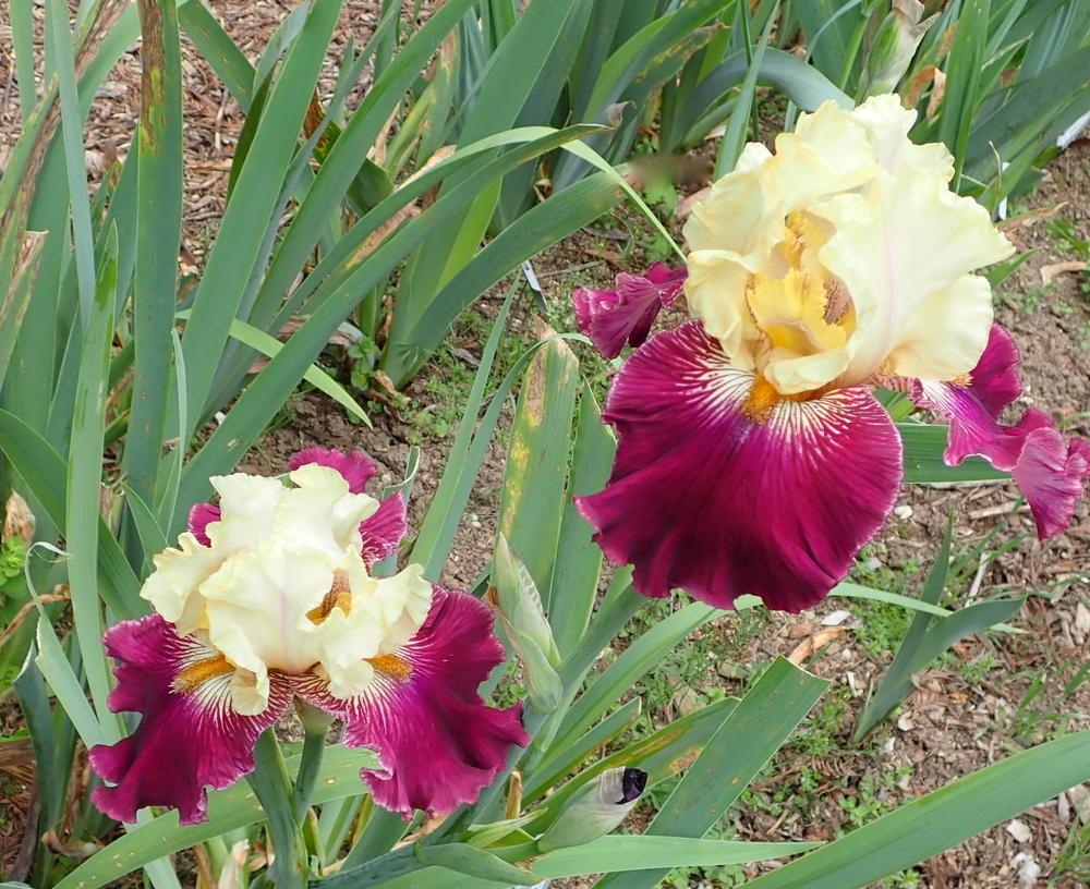 Photo of Tall Bearded Iris (Iris 'Ona Roll') uploaded by janwax