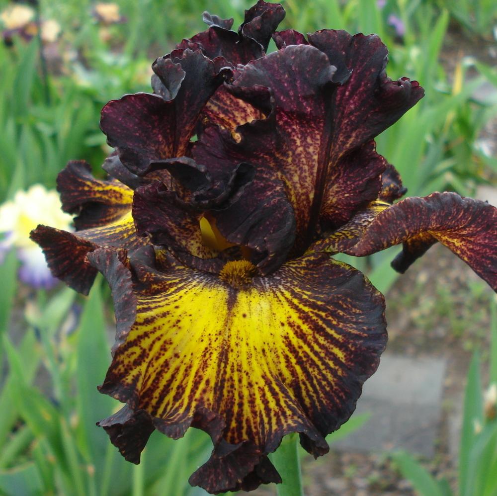 Photo of Tall Bearded Iris (Iris 'Tuscan Summer') uploaded by lovemyhouse