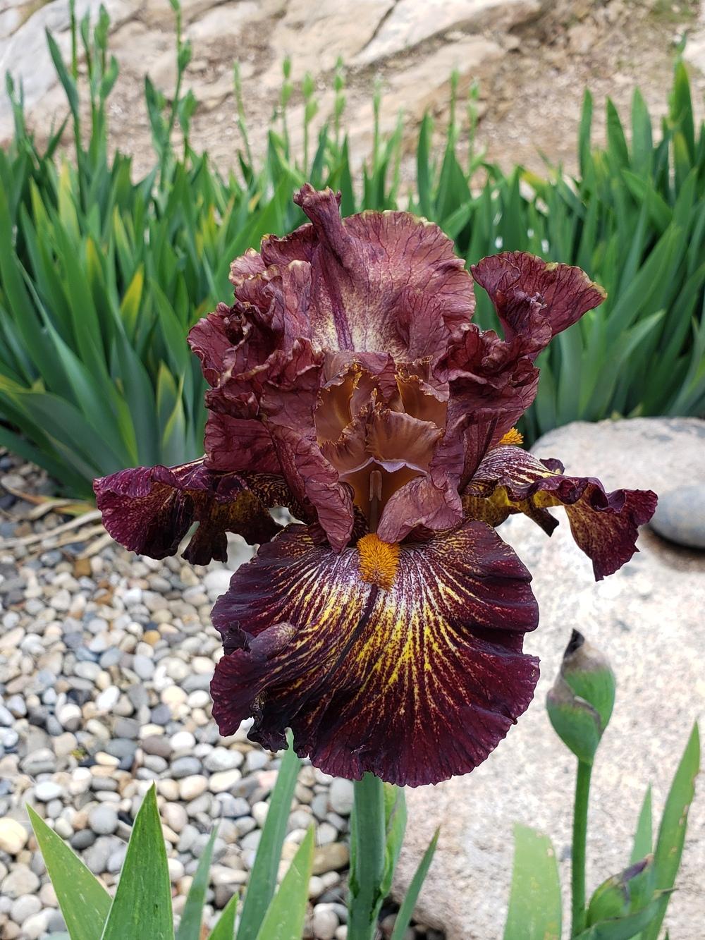 Photo of Tall Bearded Iris (Iris 'High Octane') uploaded by AmberIris