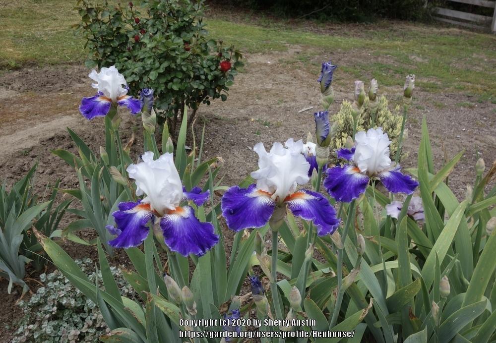 Photo of Tall Bearded Iris (Iris 'Stars and Stripes Forever') uploaded by Henhouse