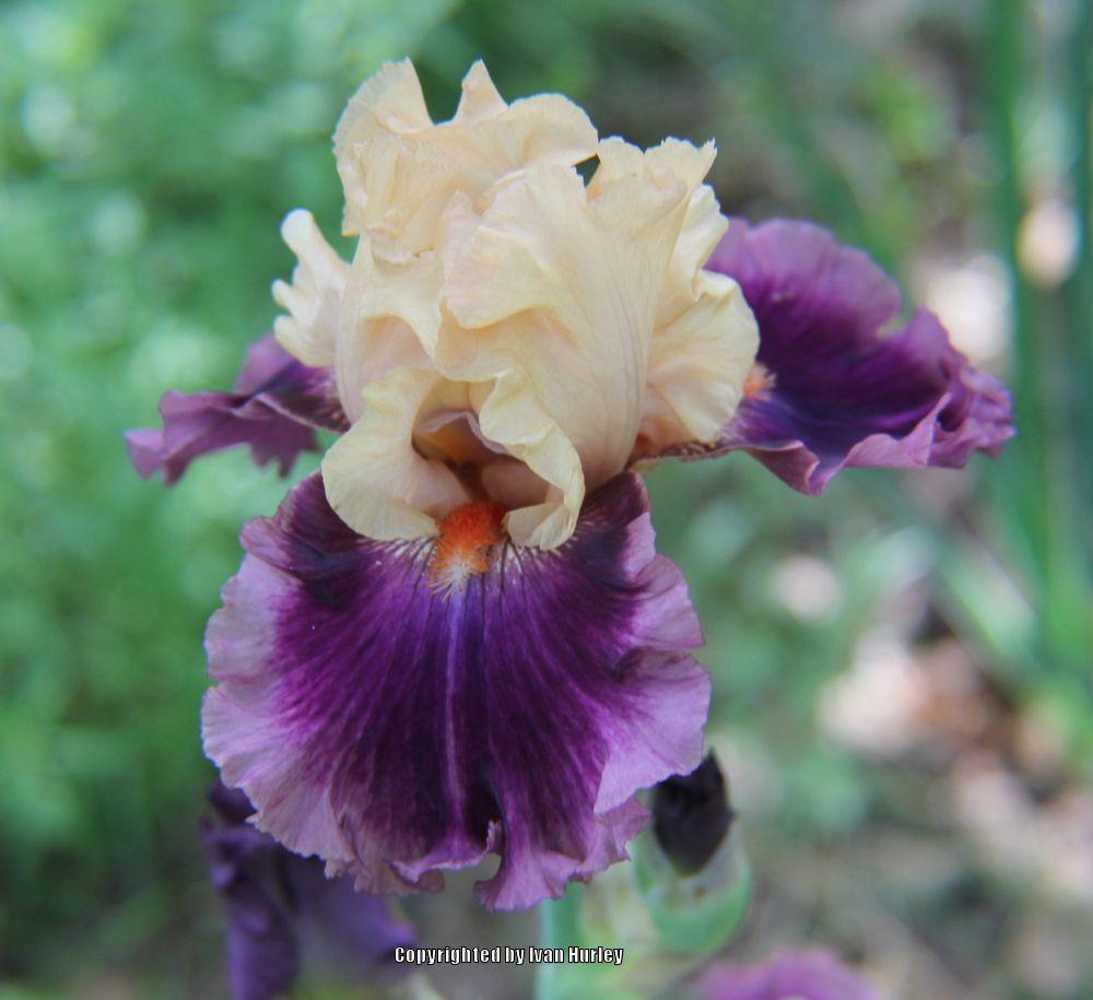 Photo of Tall Bearded Iris (Iris 'Rasputin') uploaded by Ivan_N_Tx