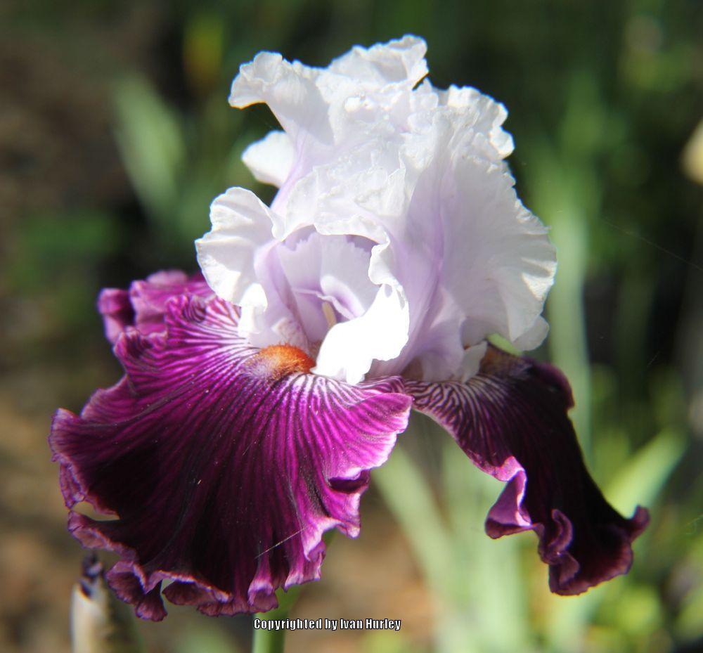 Photo of Tall Bearded Iris (Iris 'Dinner Talk') uploaded by Ivan_N_Tx