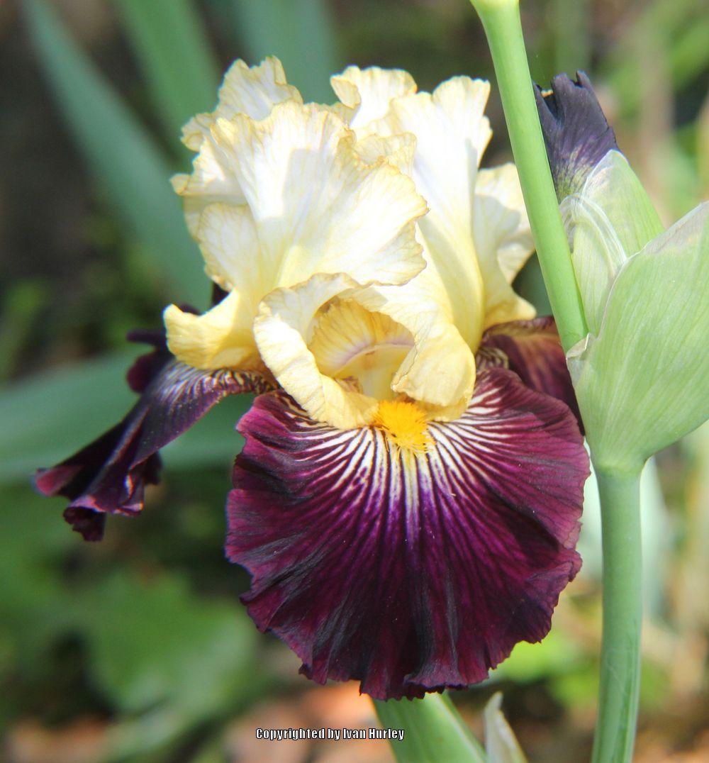 Photo of Tall Bearded Iris (Iris 'Reckless Abandon') uploaded by Ivan_N_Tx