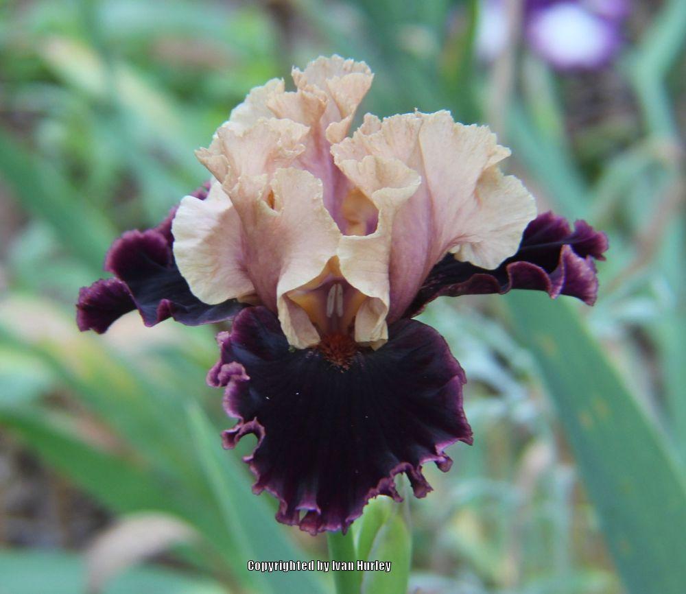 Photo of Tall Bearded Iris (Iris 'Prague') uploaded by Ivan_N_Tx