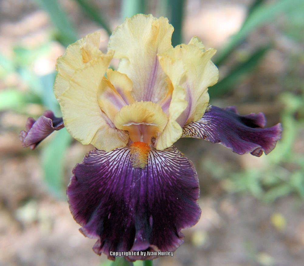 Photo of Tall Bearded Iris (Iris 'Devil's Riot') uploaded by Ivan_N_Tx
