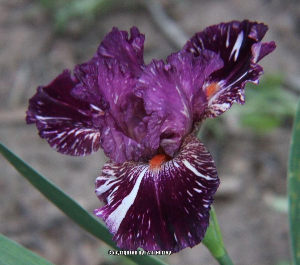 Photo of Tall Bearded Iris (Iris 'Peekaboo Zebu') uploaded by Ivan_N_Tx
