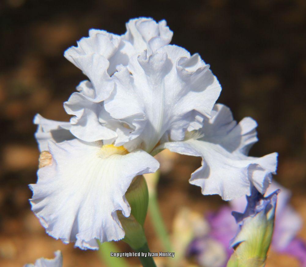 Photo of Tall Bearded Iris (Iris 'Absolute Treasure') uploaded by Ivan_N_Tx