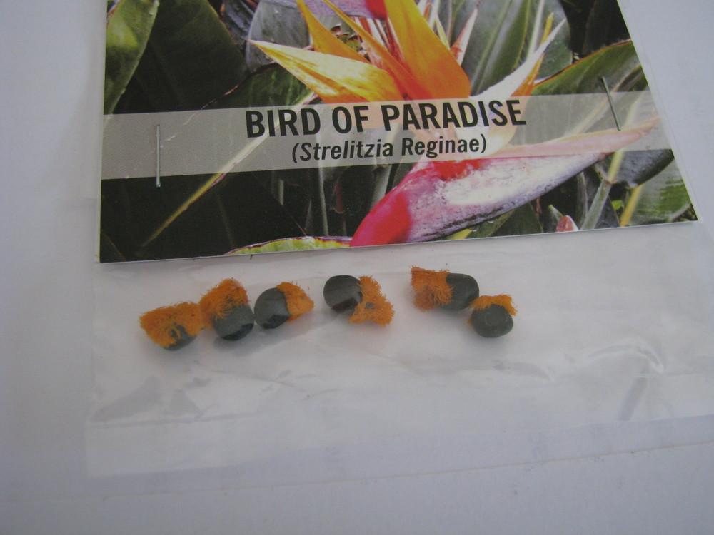 Photo of Bird of Paradise (Strelitzia reginae) uploaded by blue23rose