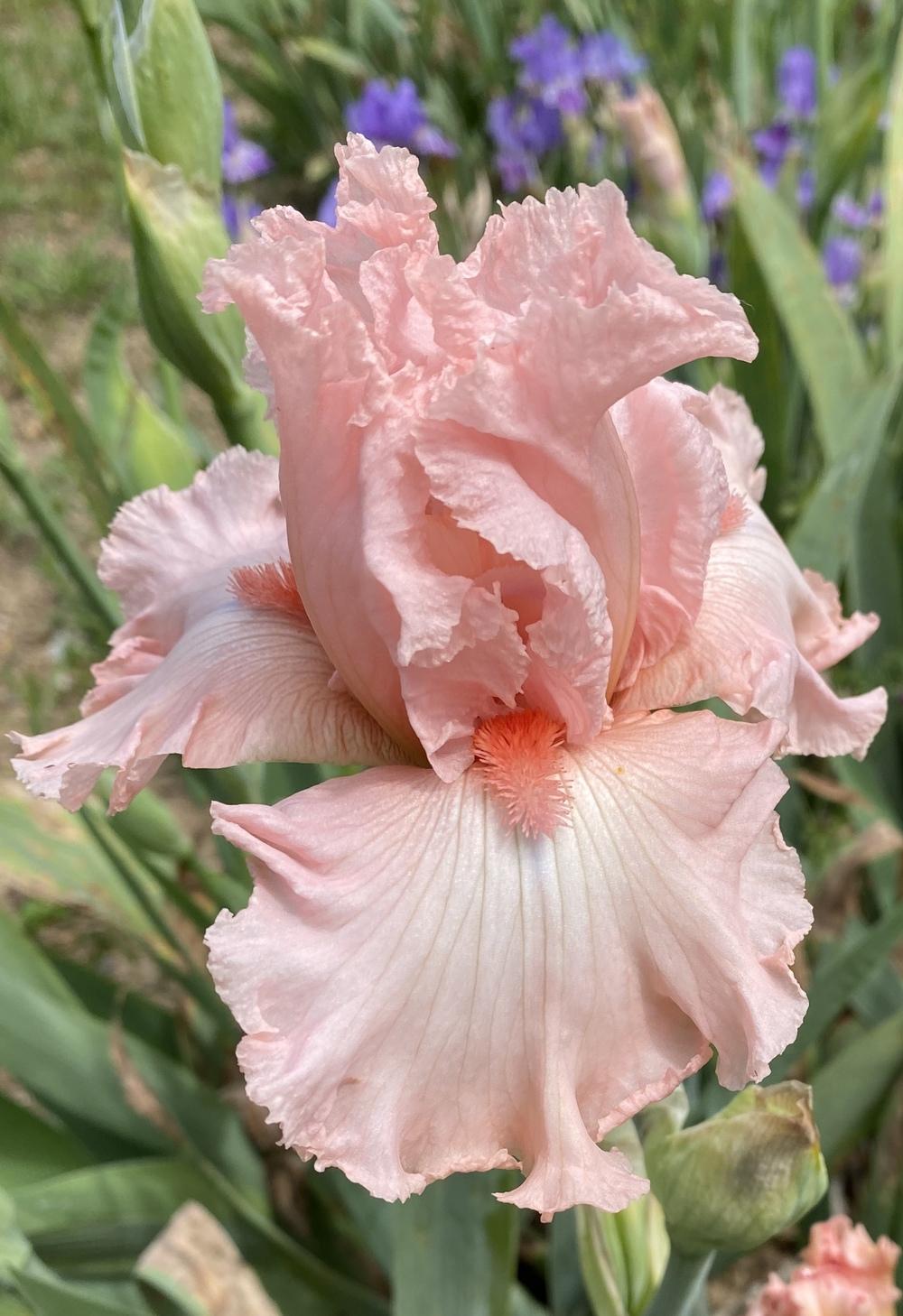 Photo of Tall Bearded Iris (Iris 'Happenstance') uploaded by iciris