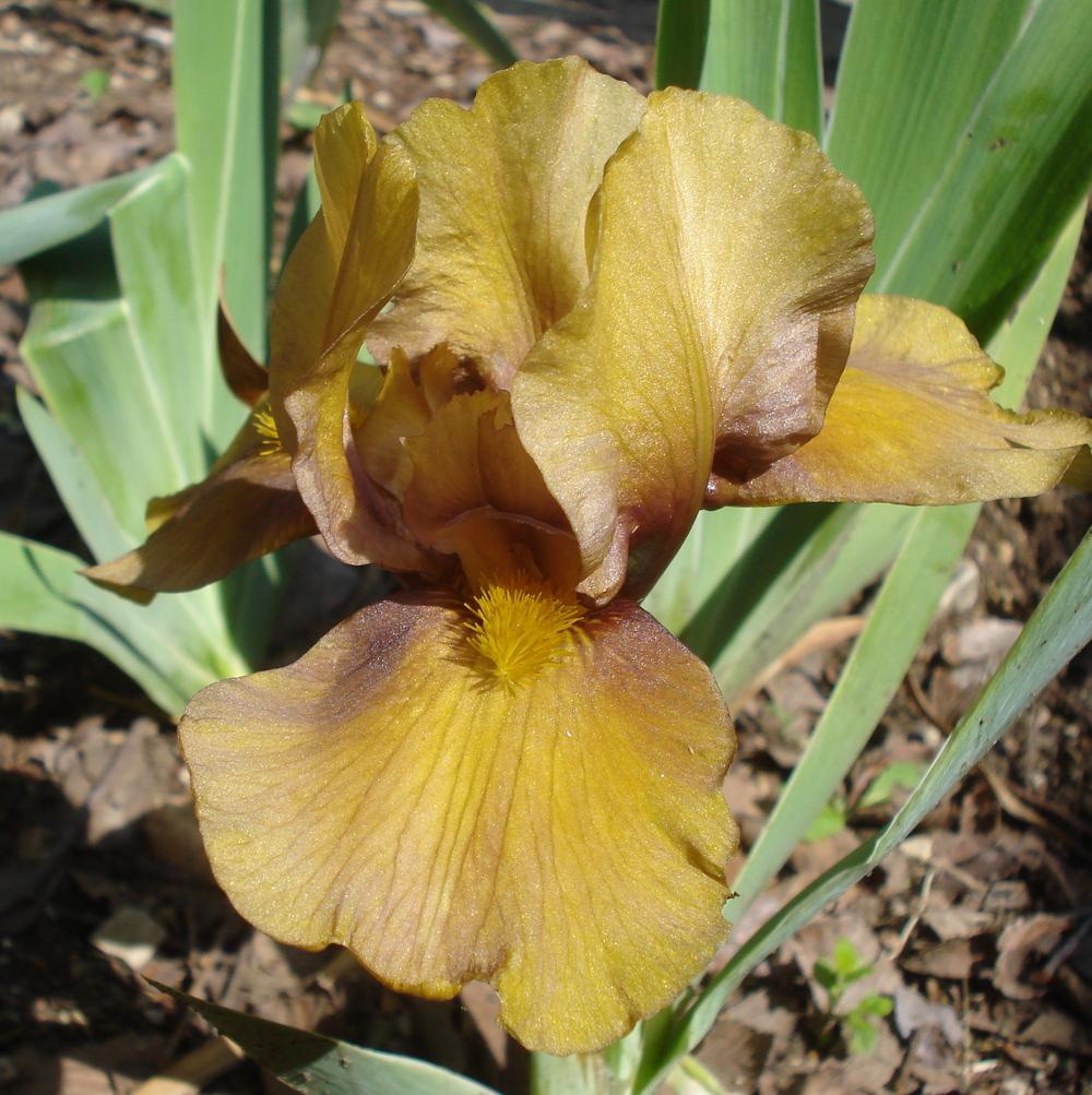 Photo of Intermediate Bearded Iris (Iris 'Shampoo') uploaded by lovemyhouse