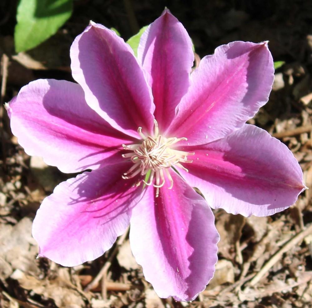 Photo of Clematis 'Fireworks' uploaded by Bloombuddie