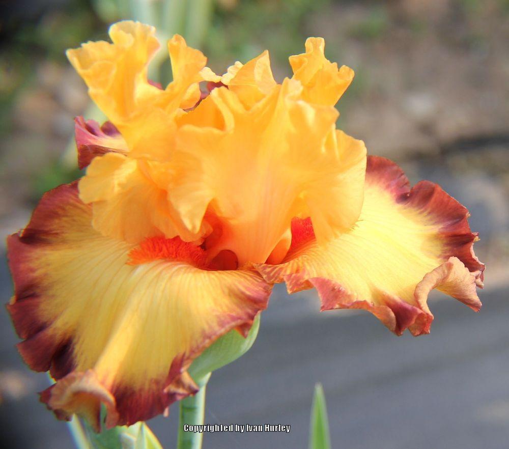 Photo of Tall Bearded Iris (Iris 'Ringtone') uploaded by Ivan_N_Tx