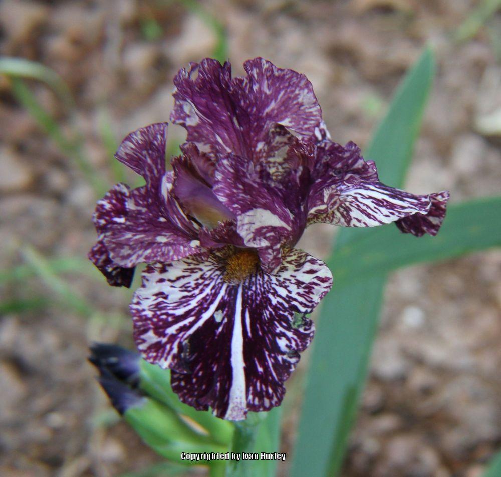 Photo of Tall Bearded Iris (Iris 'Peggy Anne') uploaded by Ivan_N_Tx