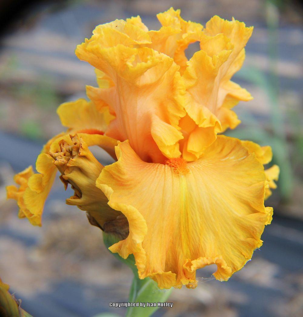 Photo of Tall Bearded Iris (Iris 'Twilight of the Gods') uploaded by Ivan_N_Tx