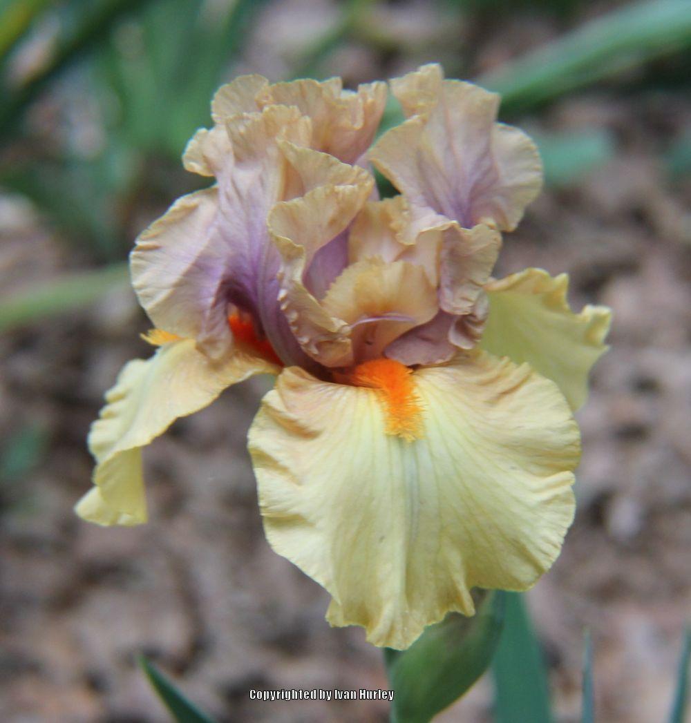 Photo of Tall Bearded Iris (Iris 'Broome Sunset') uploaded by Ivan_N_Tx