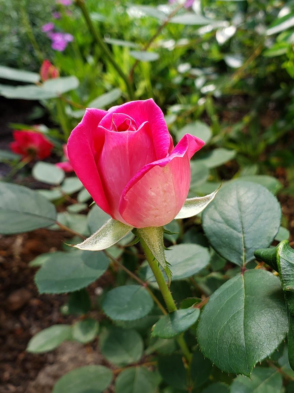 Photo of Rose (Rosa 'Pink Double Knock Out') uploaded by LindsayG