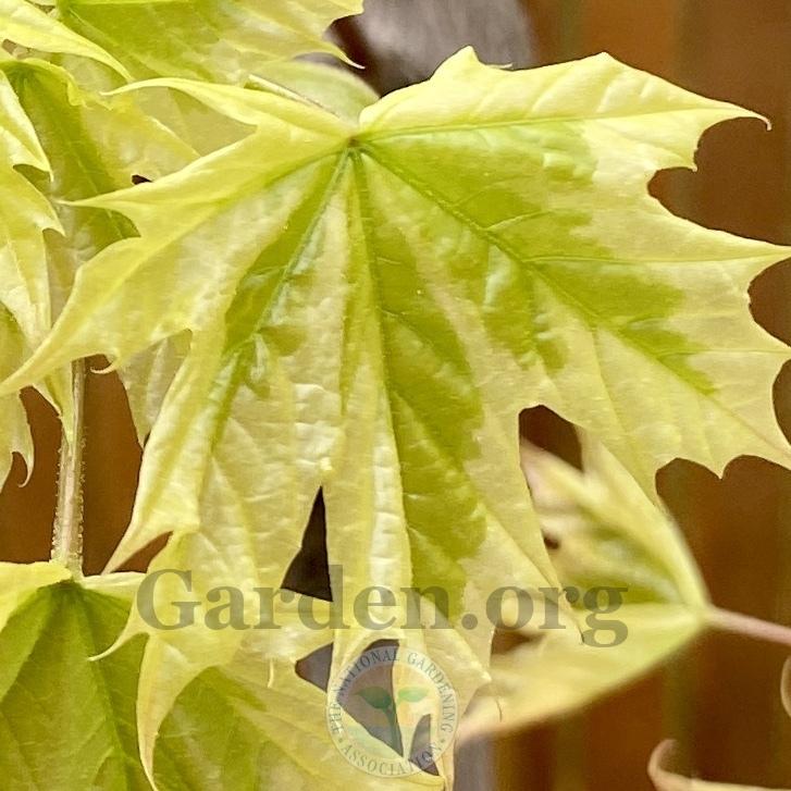 Photo of Norway Maple (Acer platanoides 'Drummondii') uploaded by Patty