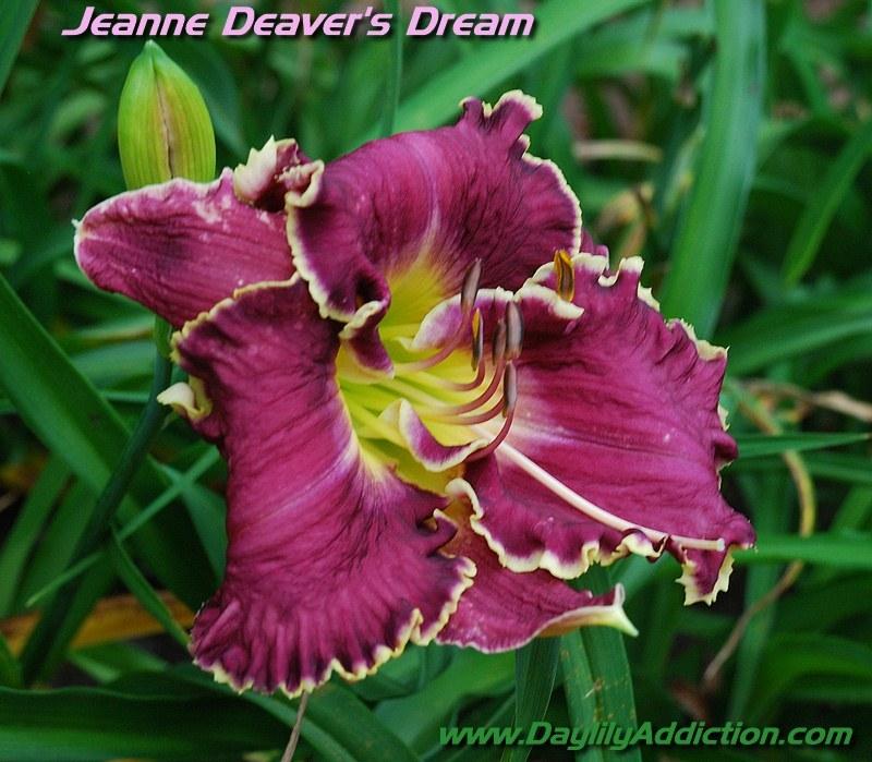 Photo of Daylily (Hemerocallis 'Jeanne Deaver's Dream') uploaded by adc1947