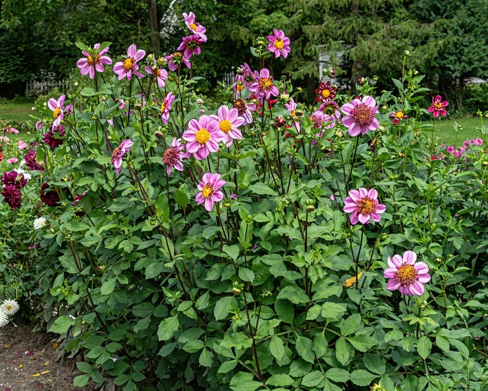 Photo of Dahlia 'Dad's Favorite' uploaded by arctangent