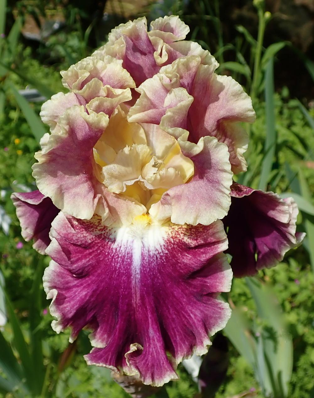 Photo of Tall Bearded Iris (Iris 'Montmartre') uploaded by janwax