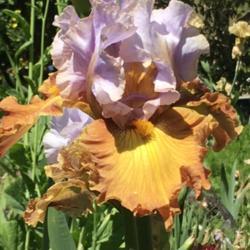 Location: San Rafael, CA
Date: 2020-04-22
I ❤️ this iris!