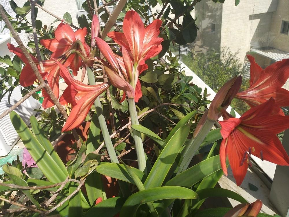 Photo of St. Joseph's Lily (Hippeastrum x johnsonii) uploaded by sangel