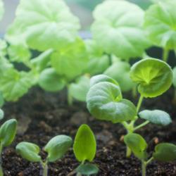 Location: Pennsylvania
Date: 2020-04-21
Pelargonium seedlings, both hybrid and species types