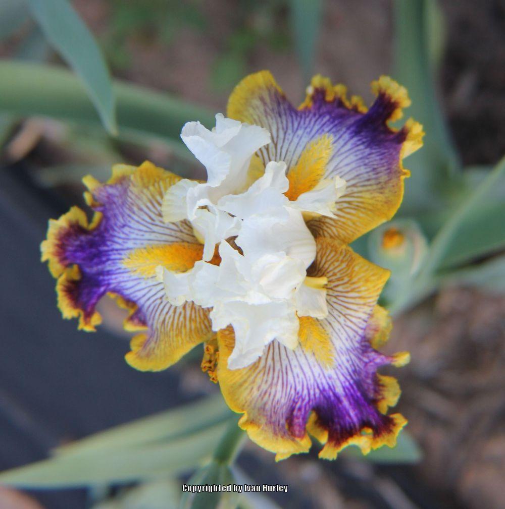 Photo of Tall Bearded Iris (Iris 'Patchwork Puzzle') uploaded by Ivan_N_Tx