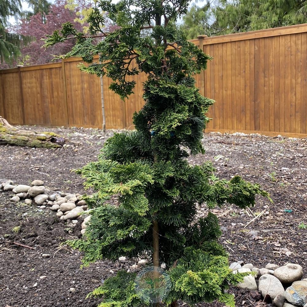 Photo of Hinoki Cypress (Chamaecyparis obtusa 'Gracilis') uploaded by Patty