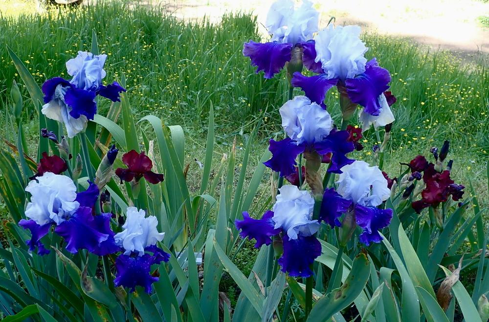 Photo of Tall Bearded Iris (Iris 'Over Alaska') uploaded by janwax