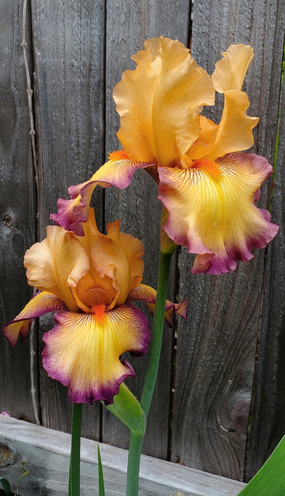 Photo of Tall Bearded Iris (Iris 'Marching Band') uploaded by javaMom