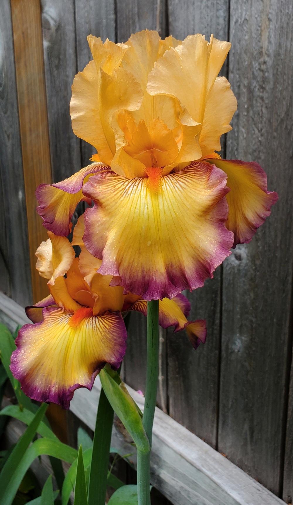 Photo of Tall Bearded Iris (Iris 'Marching Band') uploaded by javaMom