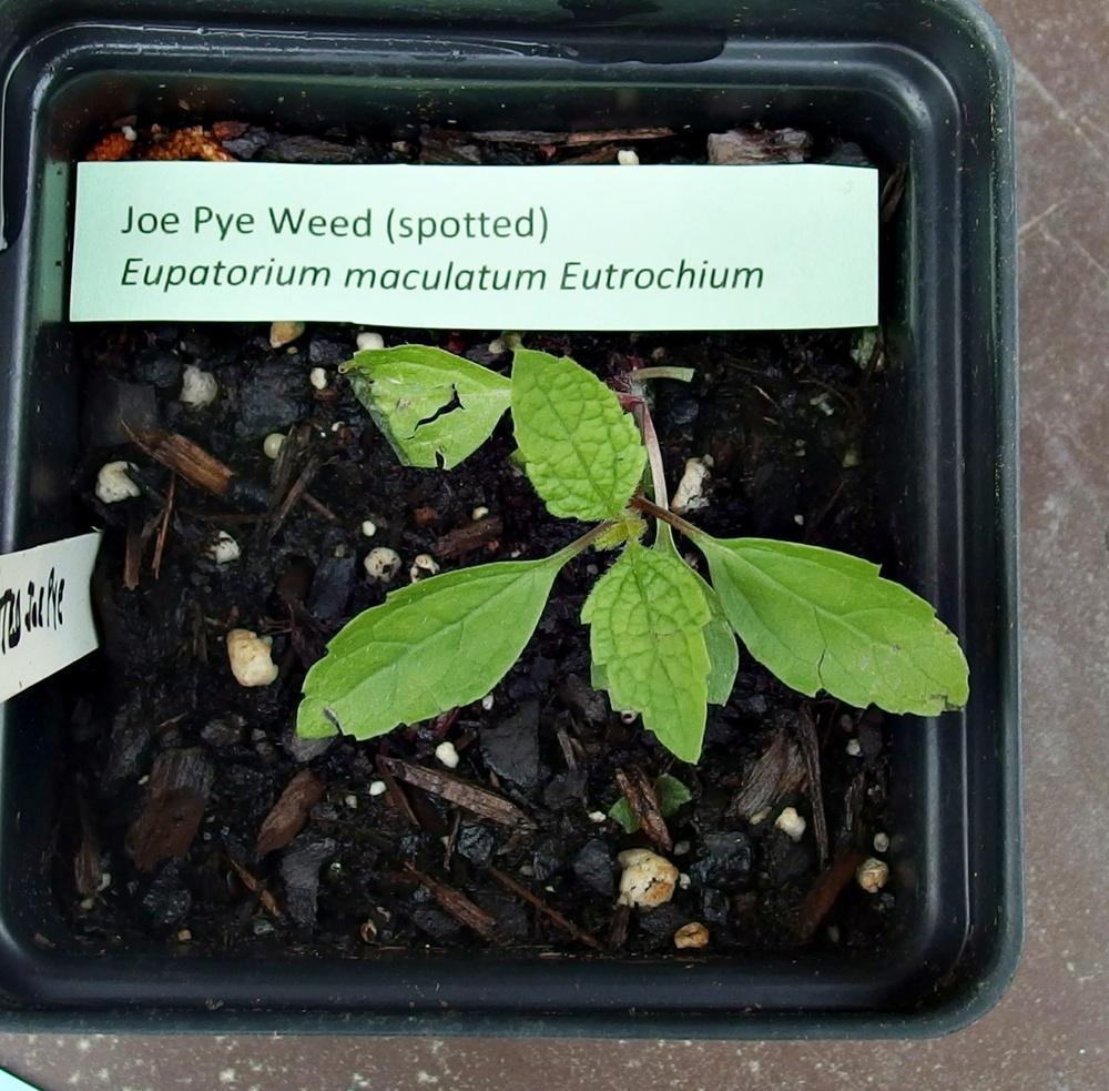 Photo of Spotted Joe Pye Weed (Eutrochium maculatum) uploaded by mmolyson