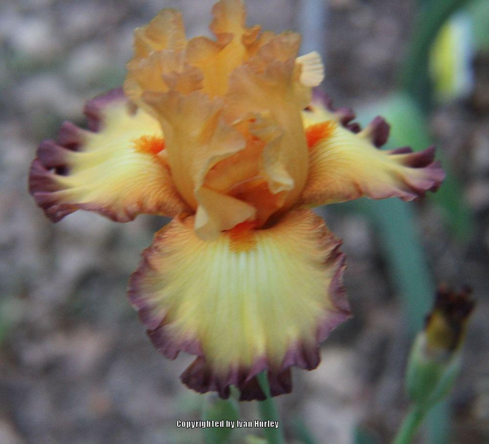 Photo of Tall Bearded Iris (Iris 'Glimmer of Hope') uploaded by Ivan_N_Tx
