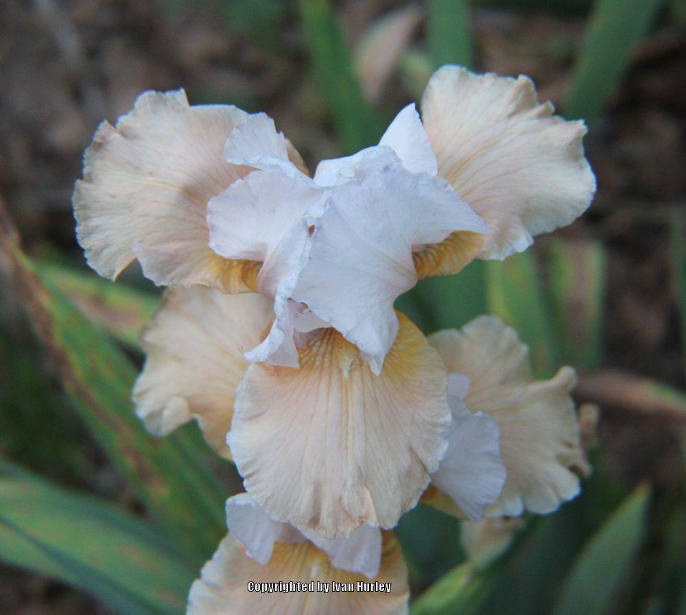 Photo of Tall Bearded Iris (Iris 'Champagne Elegance') uploaded by Ivan_N_Tx