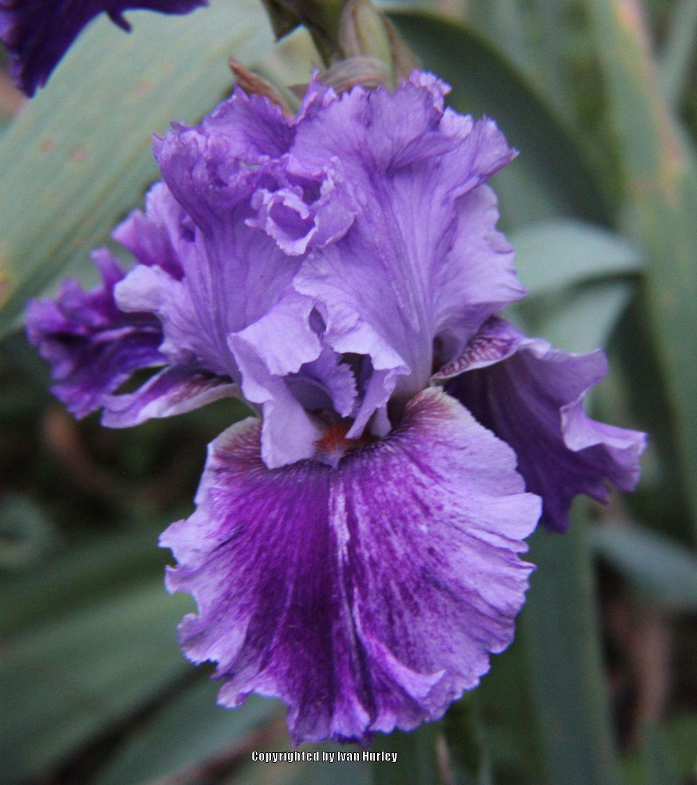 Photo of Tall Bearded Iris (Iris 'Louisa's Song') uploaded by Ivan_N_Tx